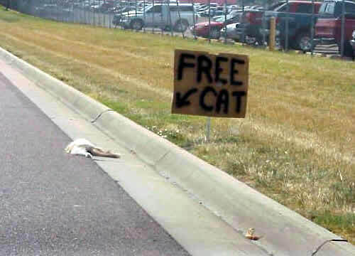 free-cat-jpg.16407