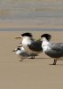 Little_Tern_with_Crested_Terns.jpg